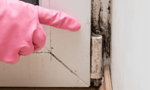 Mold damage on an interior surface